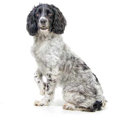 Informasi Ras Anjing English Spaniel | Purina